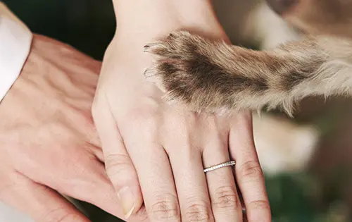 ペットと一緒に心温まるショット写真4